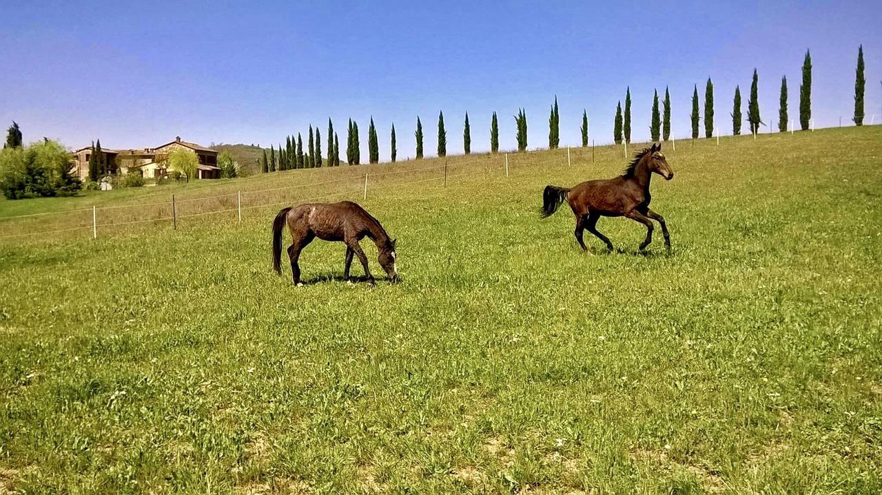 Villa Podere Le Volte Pergine Valdarno Exterior foto